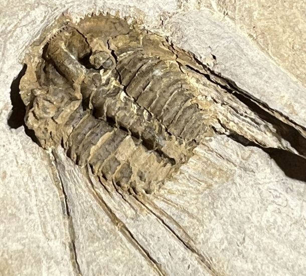 Fossilienfeld Löhnberg