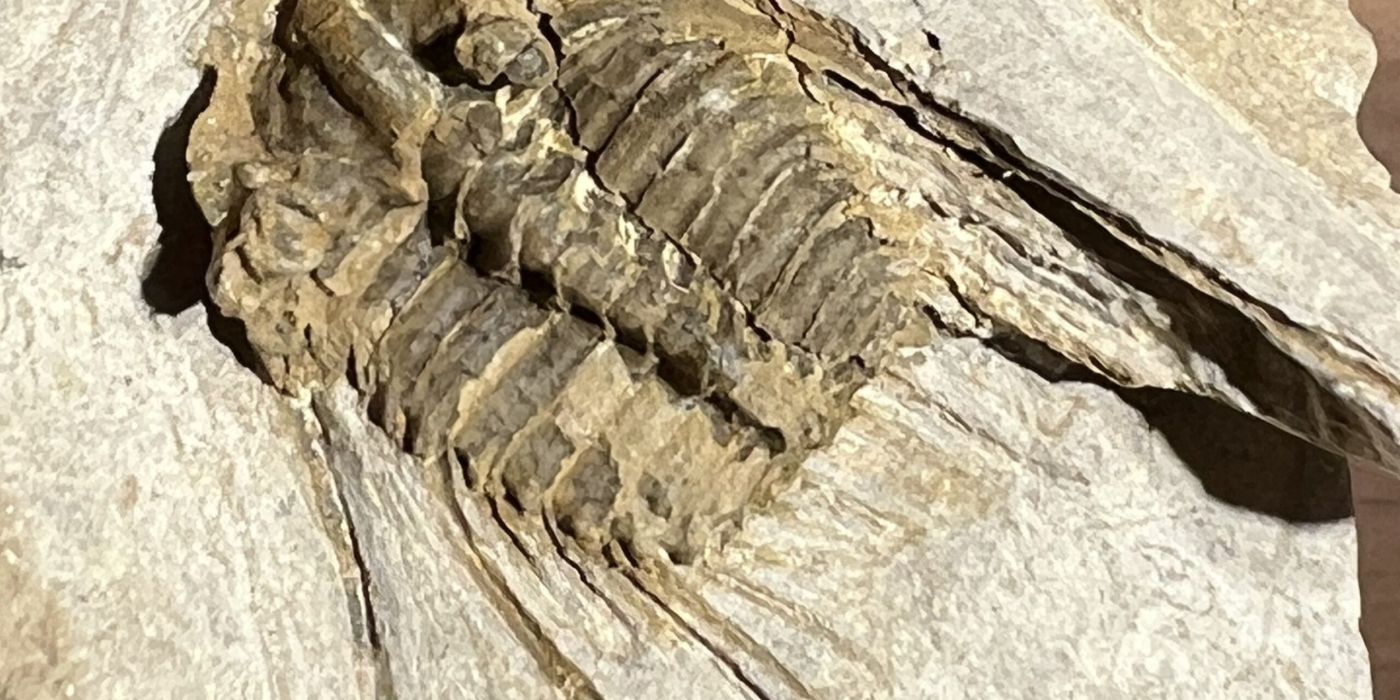 Fossilienfeld Löhnberg