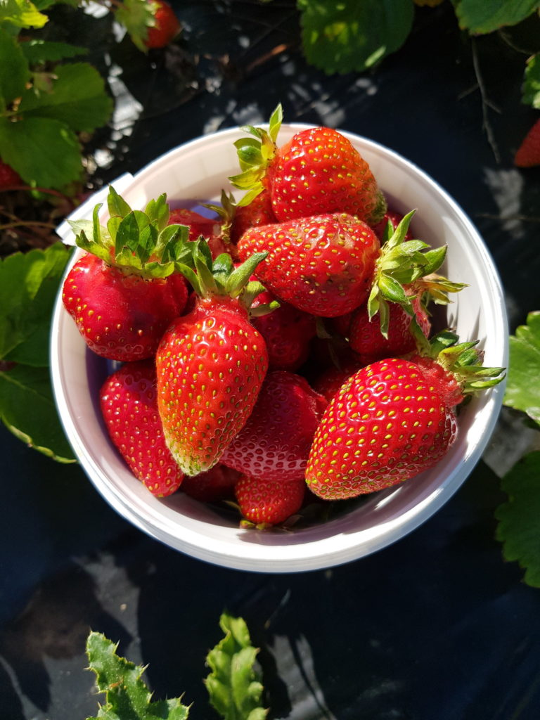 Erdbeeren selberplücken Limburg