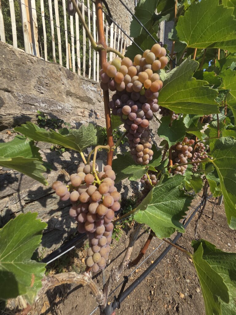 Bürgerwingert Schlossgarten Limburg