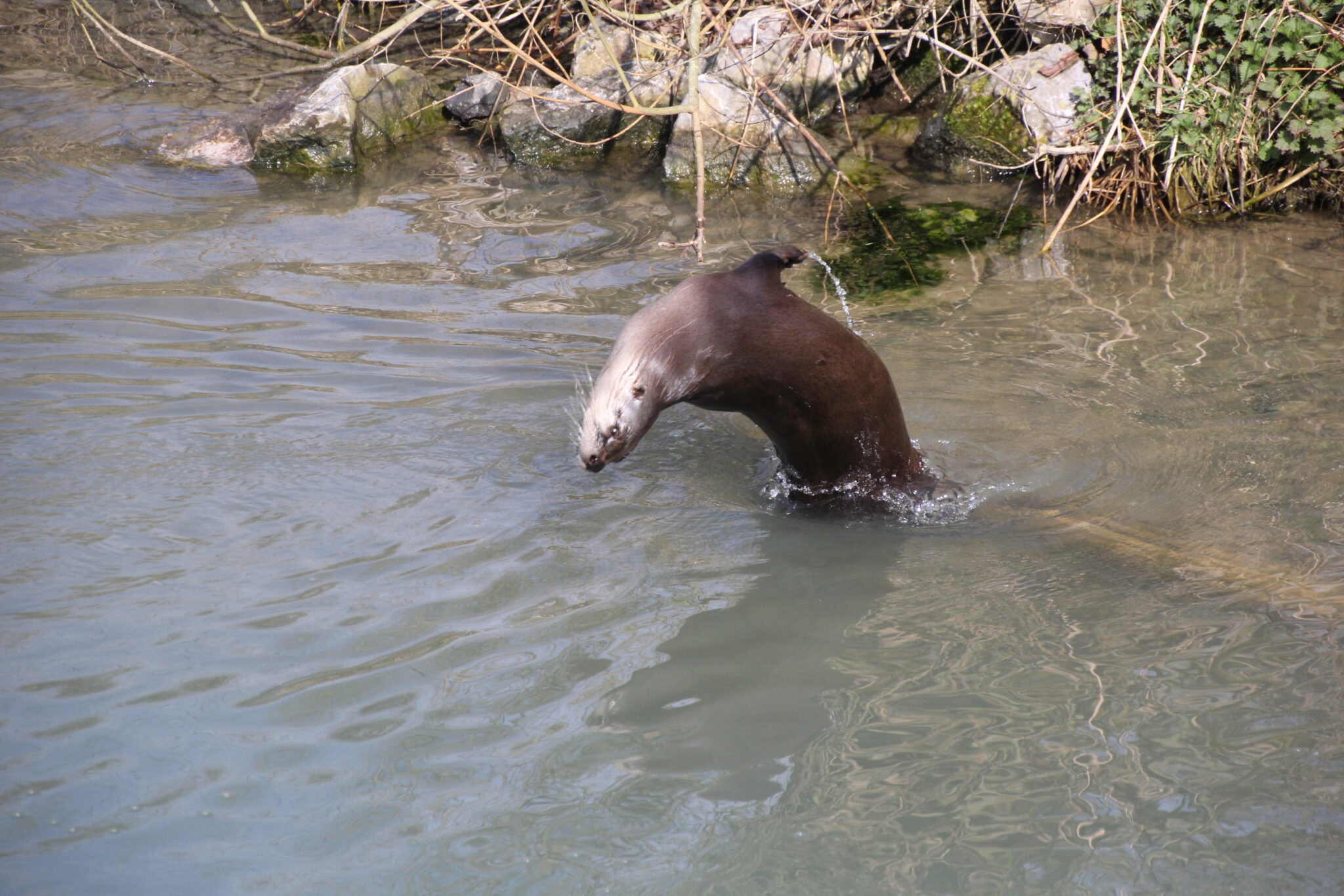 Wildpark Tiergarten Weilburg limburgweilburgentdecken.de