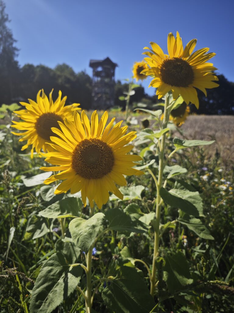 Sonnenblumen vor dem Aussichtsturm Löhnberg