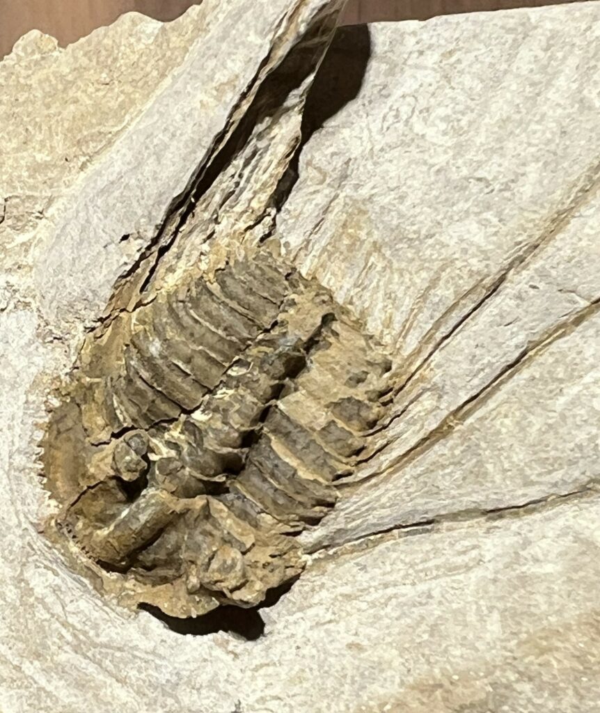 Auf dem Bild ist ein Trilobiten-Fossil zu sehen