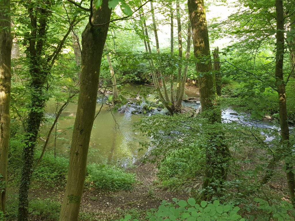 Waldweg Weiltal