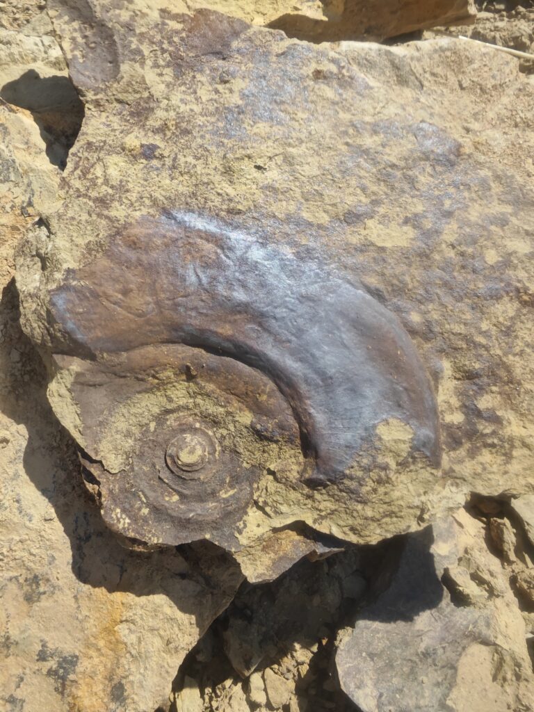 Fossilienfeld Löhnbgerg