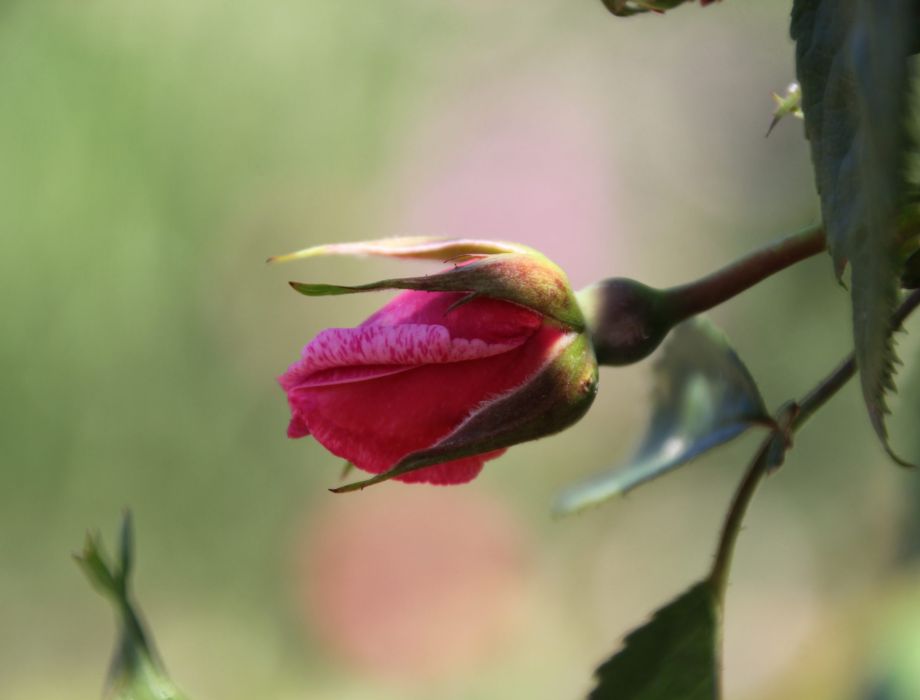 Rosengarten Hadamar