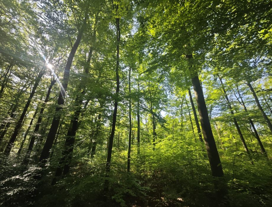 Waldbaden Limburg-Weilburg
