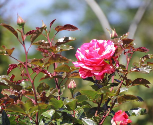 Rosengarten Hadamar