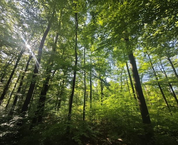 Waldbaden Limburg-Weilburg