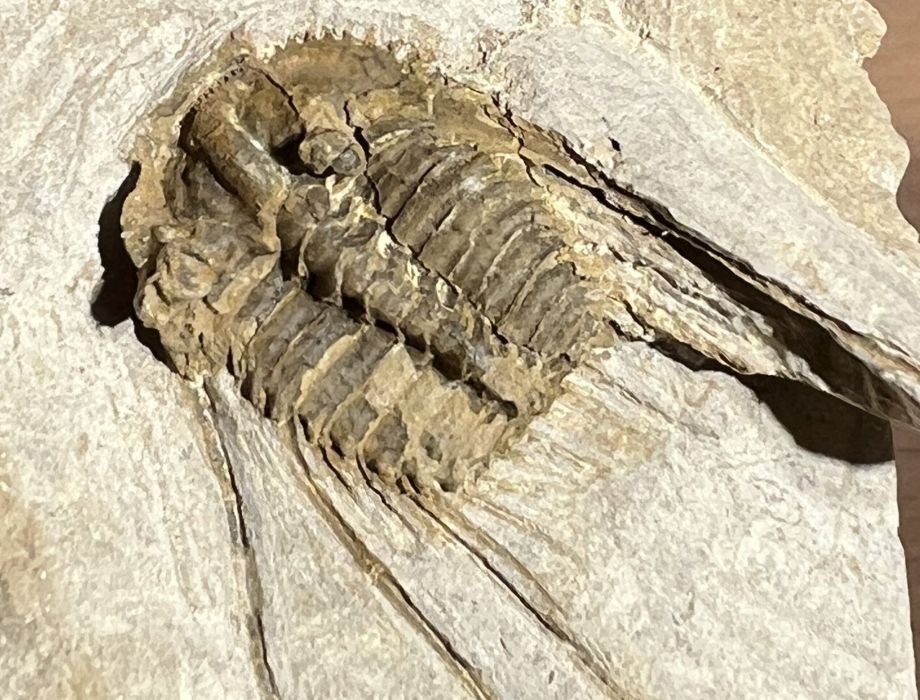 Fossilienfeld Löhnberg