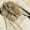 Fossilienfeld Löhnberg