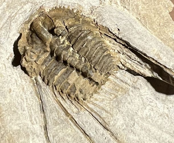 Fossilienfeld Löhnberg