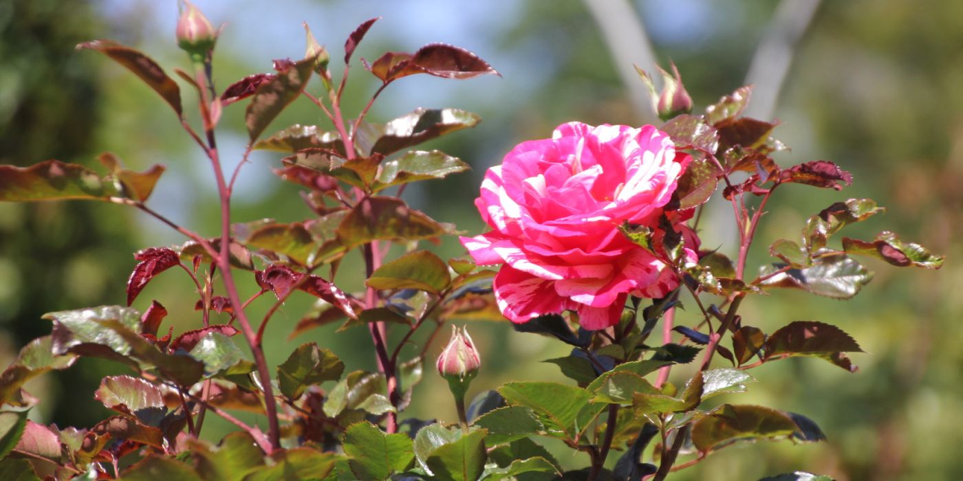 Rosengarten Hadamar