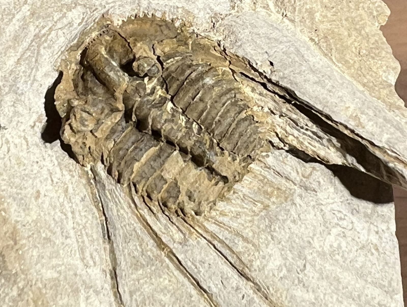 Fossilienfeld Löhnberg