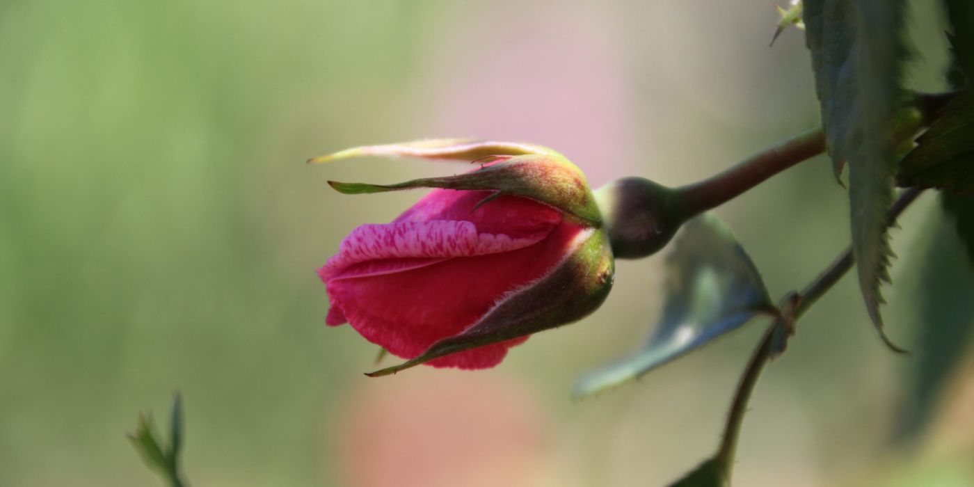 Rosengarten Hadamar