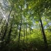 Waldbaden Limburg-Weilburg