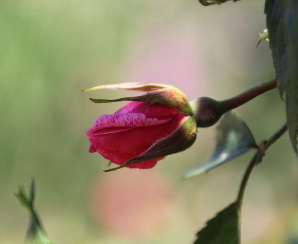 Rosengarten Hadamar